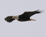 A wonderful adult Bald Eagle cruising along the cliff - Photo by Don Taylor