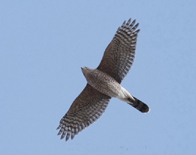 An immature Cooper's provides a great in-flight look - Photo by Mark Cunningham