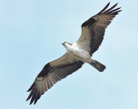 Click for Osprey detailed info