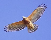 A beautiful adult Shoulder soars over the hawkwatch - Photo by Don Taylor