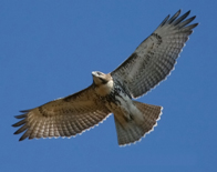 A Redtail circles overhead - Photo by Mark Cunningham