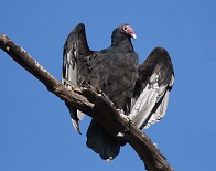 Turkey Vulture taking a break - Photo by Tom Bolohan