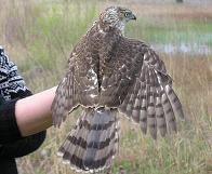 Click for Cooper's Hawk detailed info