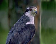 Click for Northern Goshawk detailed info