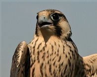 Click for Peregrine Falcon detailed info