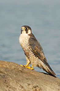 An adult Peregrine taking a break on the rocks - Photo by Alf Rider