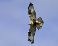 Click for Rough-legged Hawk detailed info