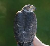 Click for Sharp-shinned Hawk detailed info
