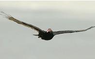 Turkey Vulture crusing low - Photo by Shay Redmond